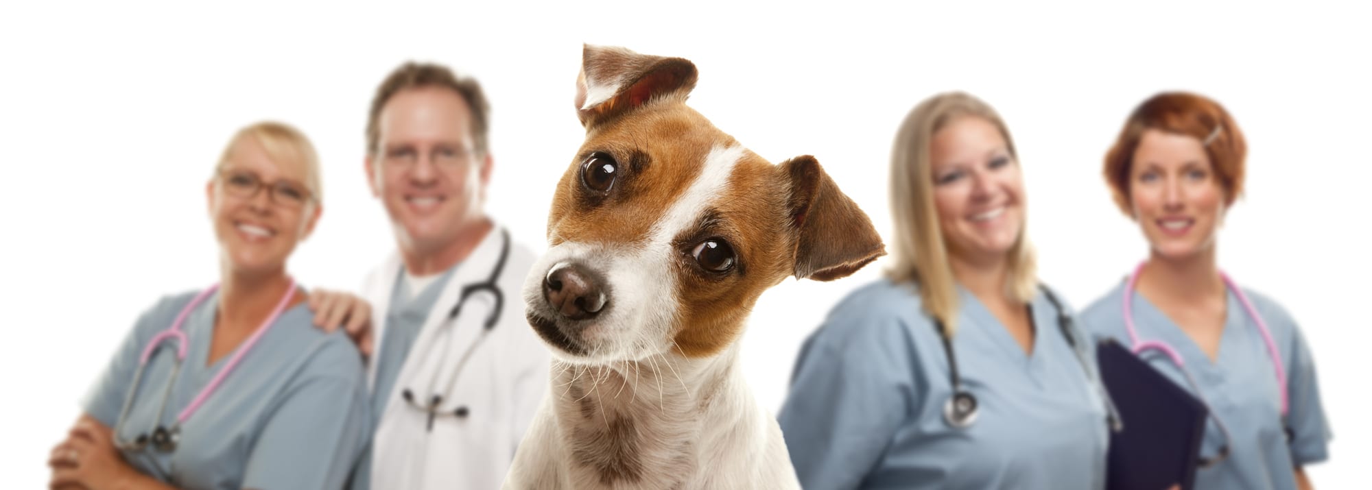 answering service for veterinarians